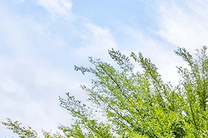 Rent Cheap Apartments In South Carolina From 470 Rentcaf 233