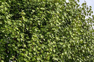 Office Office - Photo Gallery 3