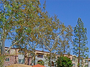 Photos Of Our Luxury Apartments In Woodland Hills