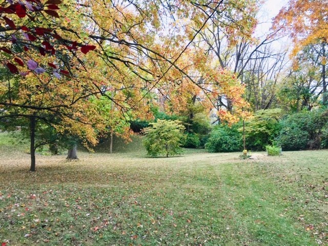 a grassy field with trees and bushes