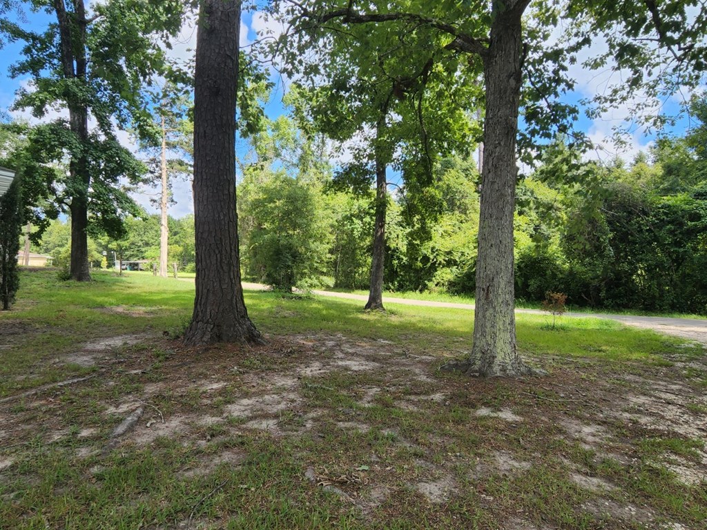 a park with trees and grass and a road