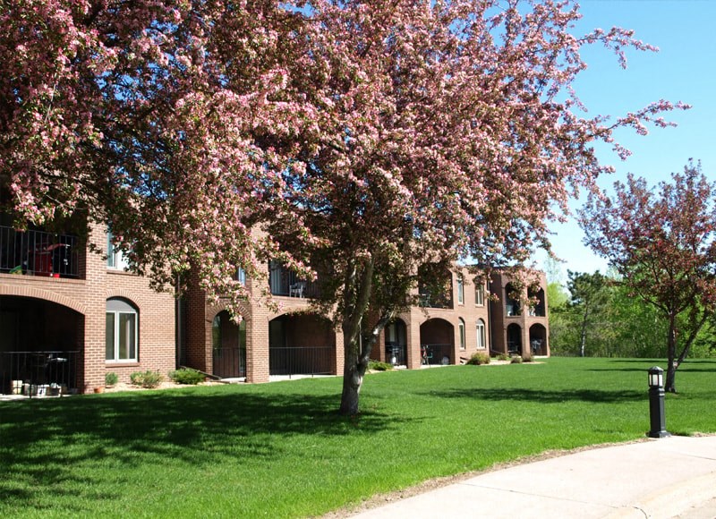 a tree with pink flowers in front of a building