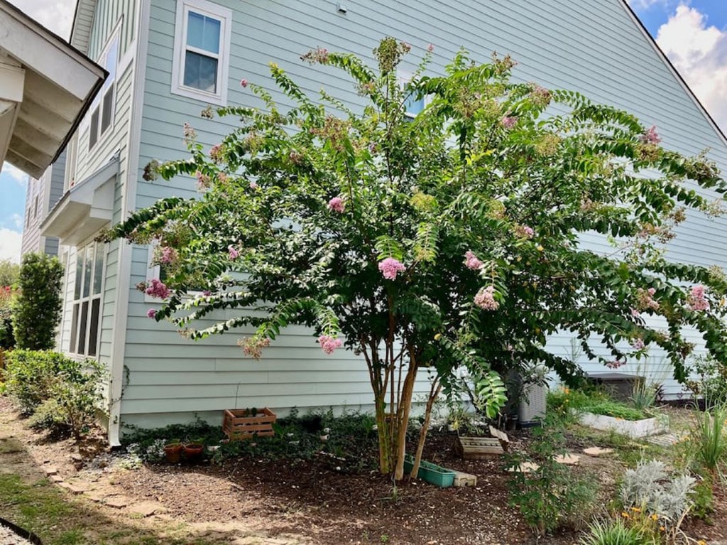 a small tree with pink flowers in front of a house