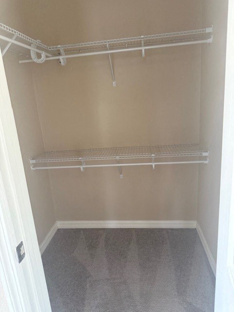 Empty walk-in closet with white shelves and grey carpet.