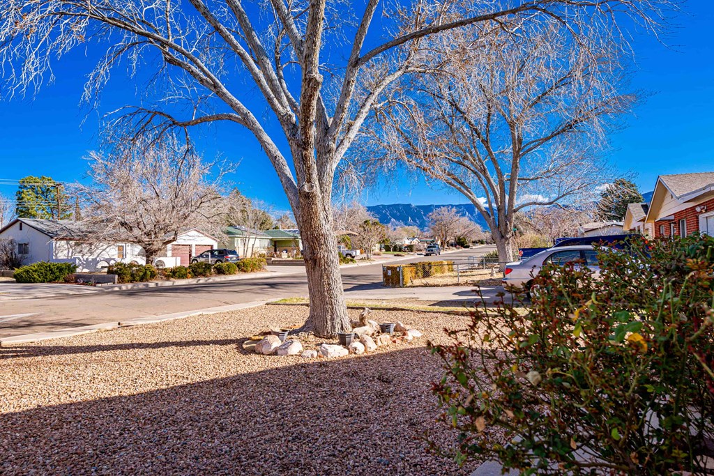 a tree in the middle of a street