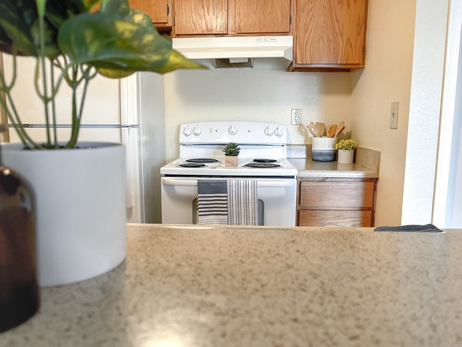 a kitchen with a stove and a counter with a plant