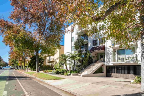 A tree with red leaves is in front of a white building.