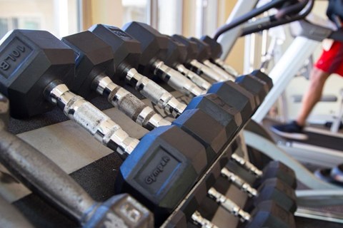 A row of dumbbells are lined up on a rack.