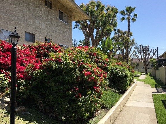 a sidewalk in front of a house with flowering bushes