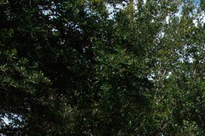 Cheap Apartments In Mount Dora Fl Cheap Apartments In Mount Dora Fl