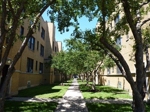 a tree lined walkway between rows of buildings