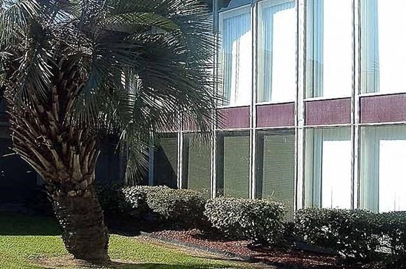 a palm tree in front of a building