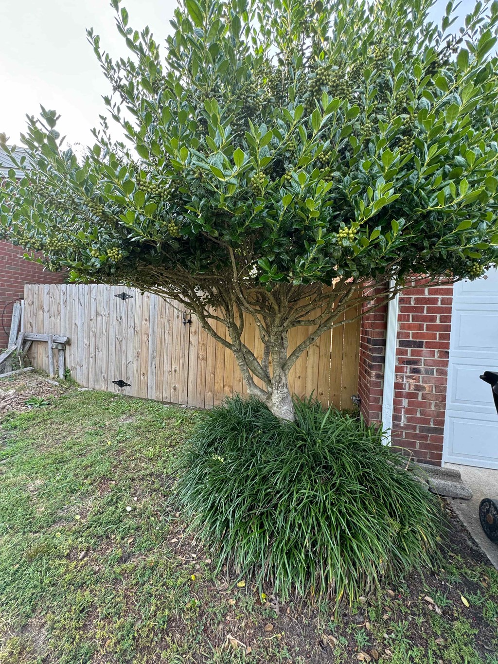 a small tree in a yard next to a fence