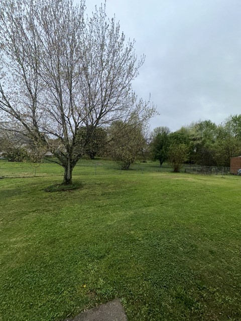 A leafless tree stands in a grassy field.