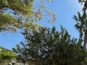 a swimming pool with palm trees behind a fence