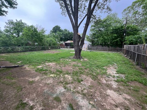 A tree stands in a yard with a fence in the background.