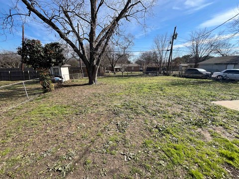 A large tree stands in the middle of a grassy field.