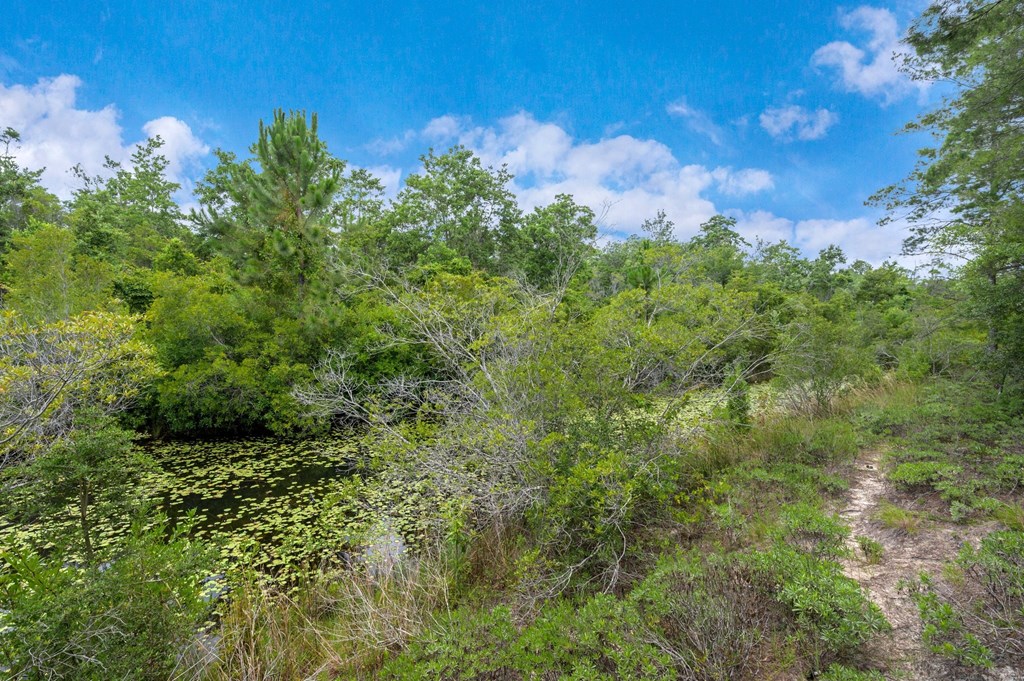 a trail through a forest with a blue sky
