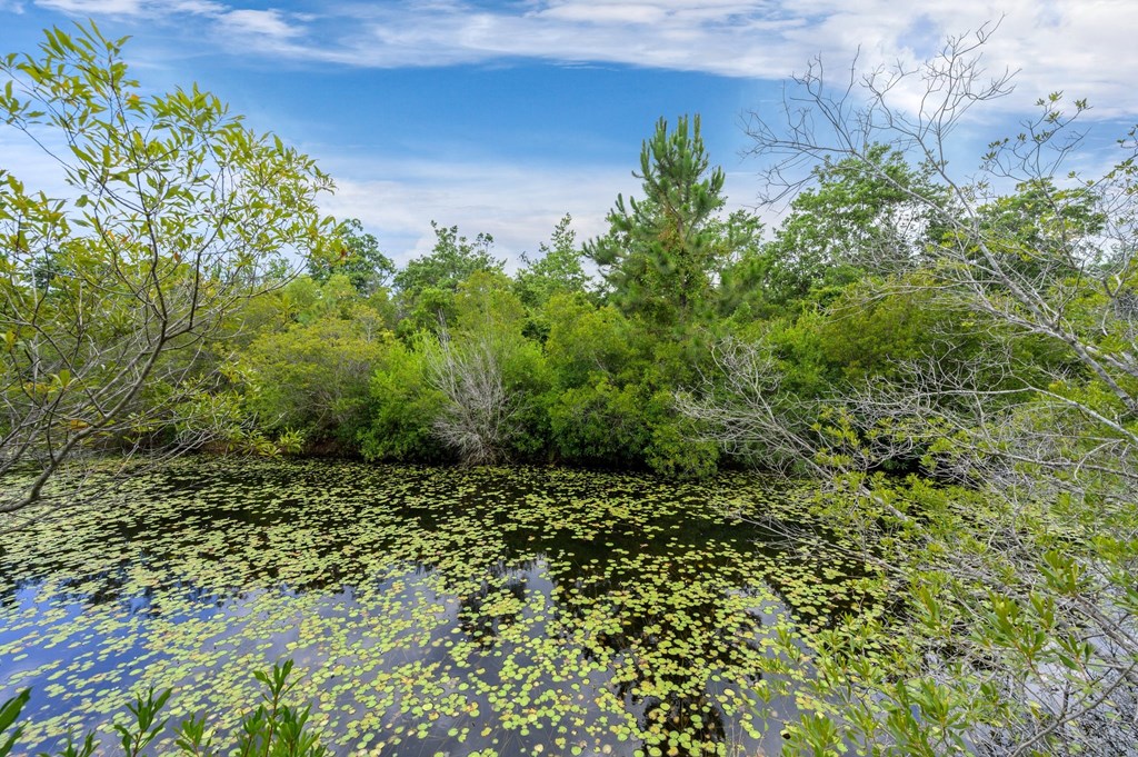 a pond filled with water lilies surrounded by trees