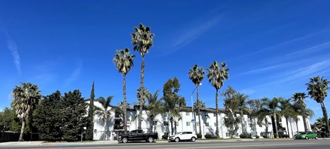 Palm trees in front of a white building.