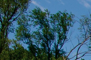 Pet Friendly Apartments For Rent Waterloo Pet Friendly Apartments For Rent Waterloo
