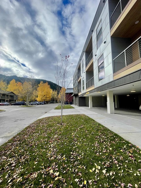 a small tree in the grass next to a building