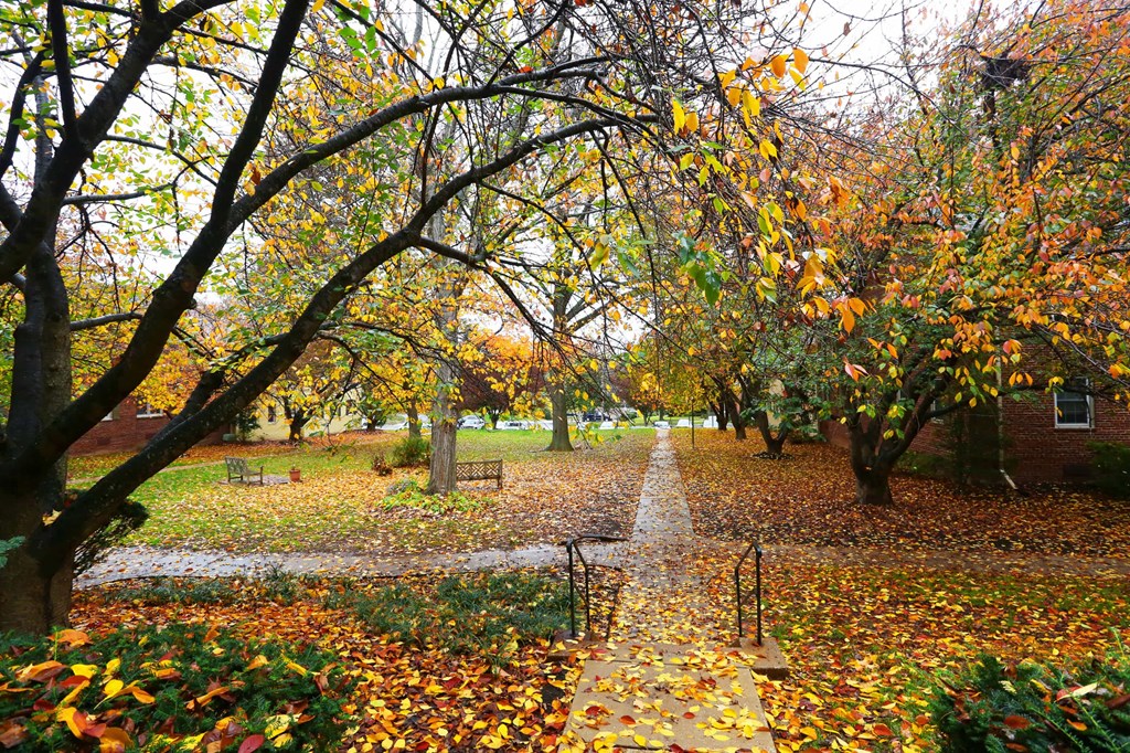 a path covered in fallen leaves in a park with trees