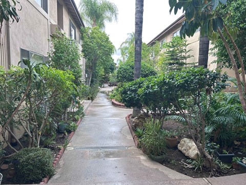 A wet pathway leads through a residential area with trees and bushes on either side.