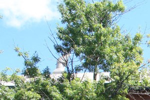 a red brick building with trees in front of it