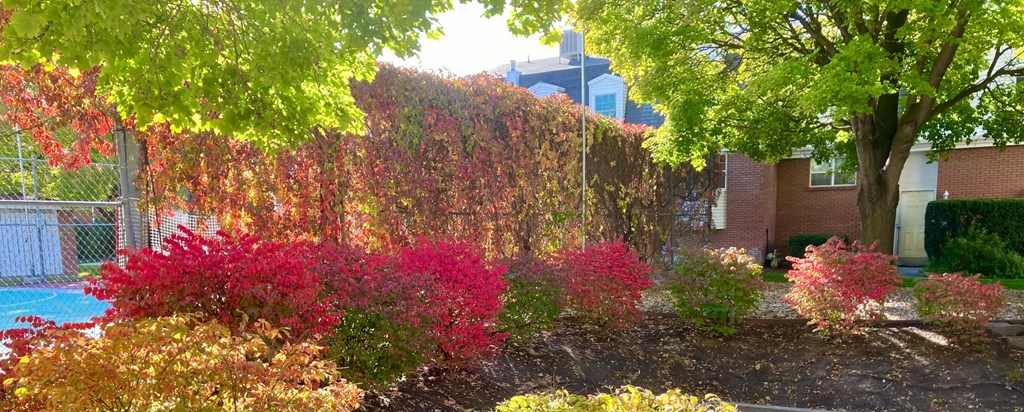 a garden with red and green bushes and a tree