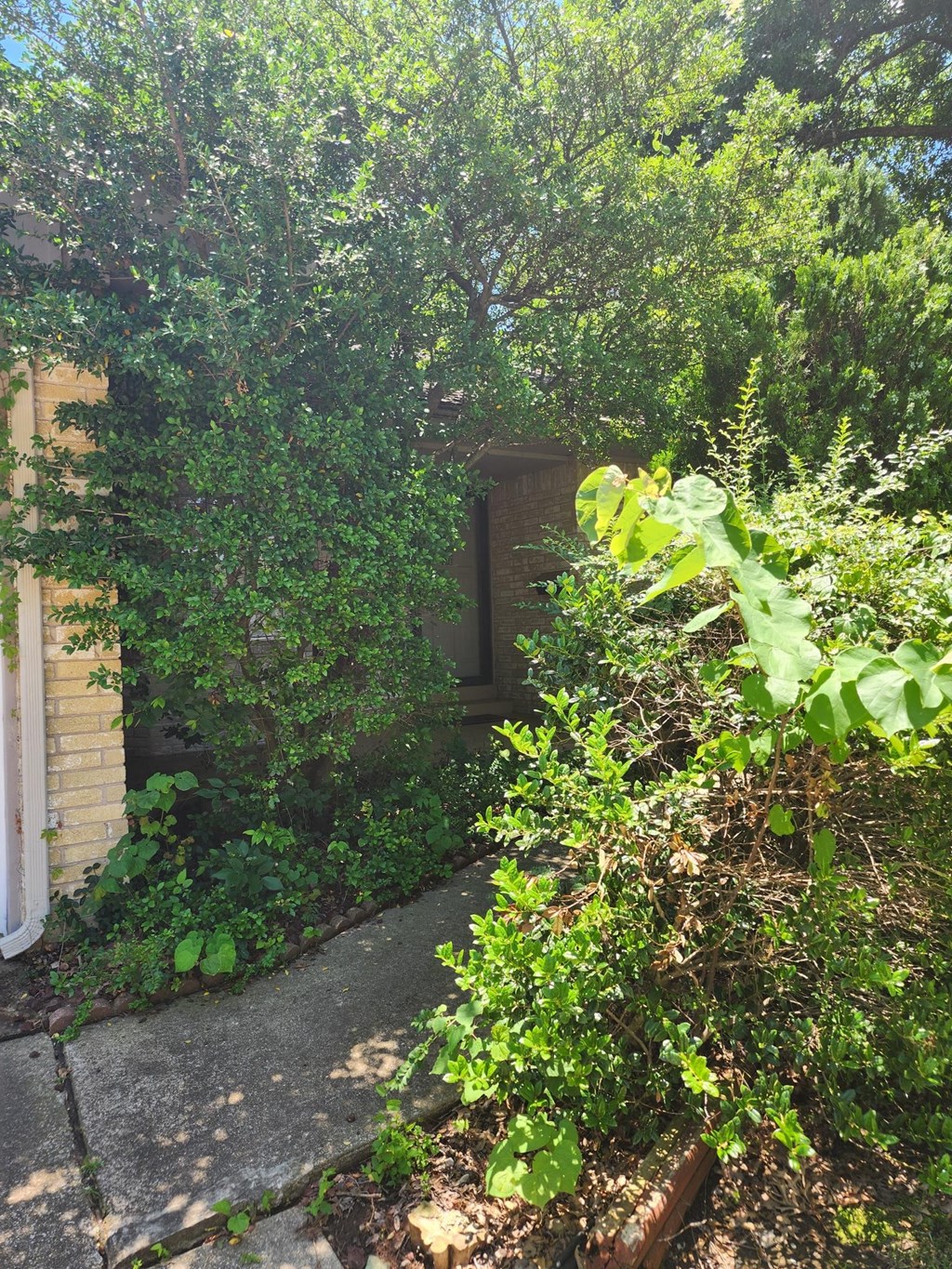 the entrance to the house is hidden by trees and bushes