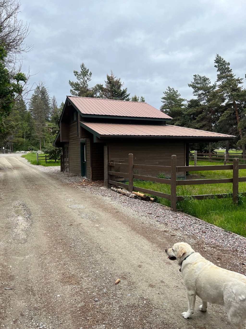 a dog standing on a dirt road in front of a barn