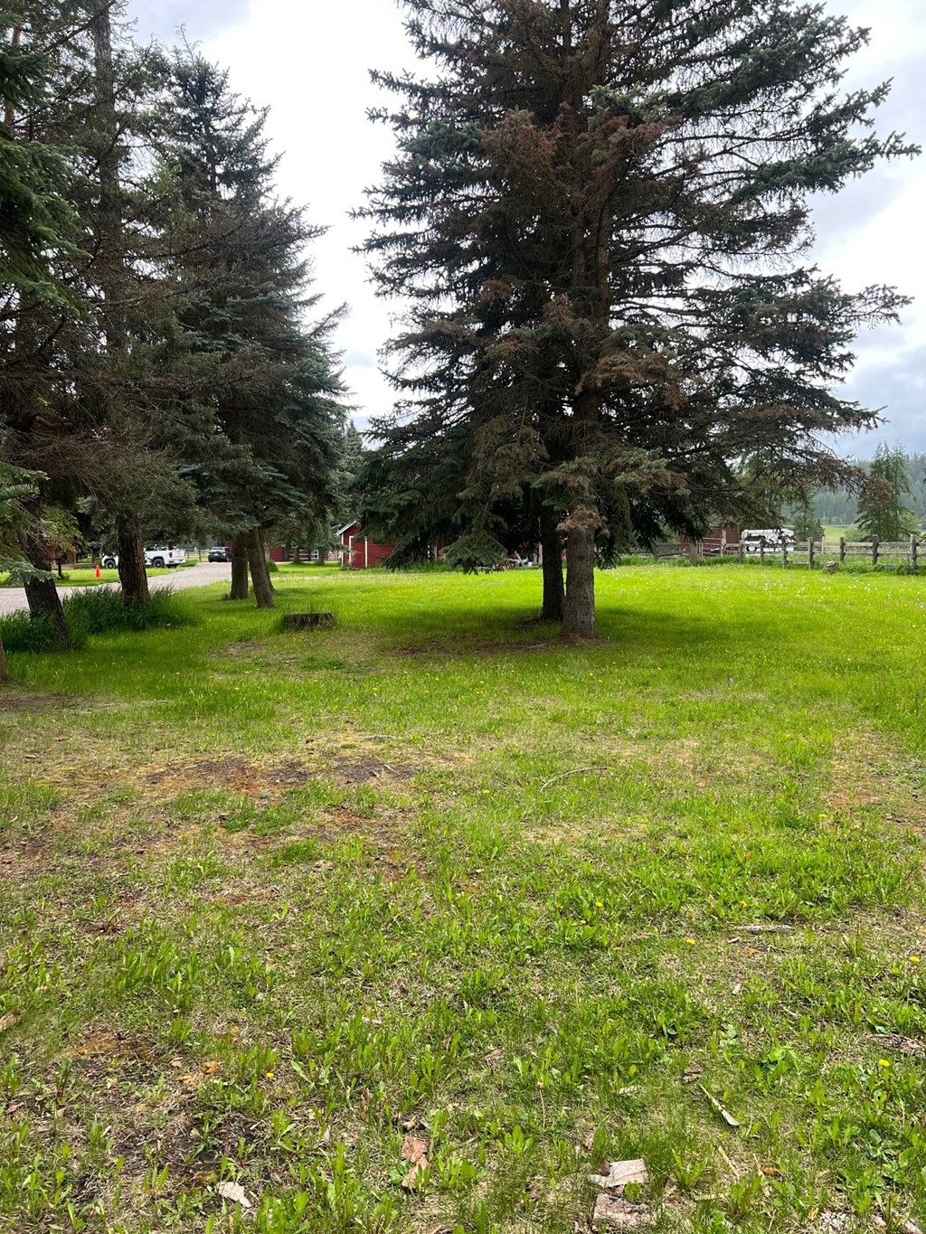 a grassy field with pine trees
