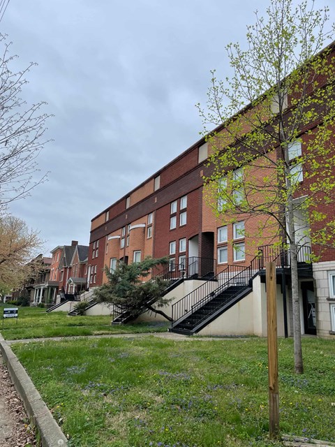 A tree with green leaves stands in front of a red brick building.