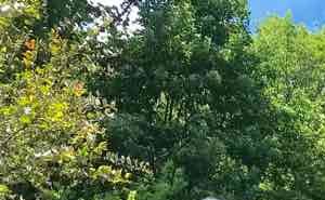 Image for 407 NW Leanne Lane Blue Springs, MO 64015 - 407 NW Leanne Lane