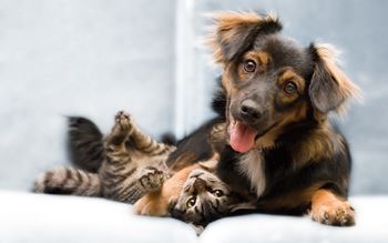 puppy and kitten