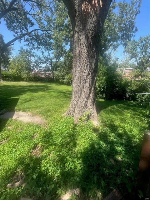 a tree in the middle of a grass field