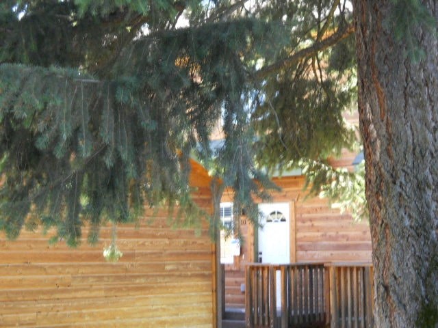 a cabin with a pine tree in front of it