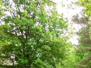 Apartments For Rent In Mountain Brook Birmingham Al Apartments For Rent In Mountain Brook Birmingham Al
