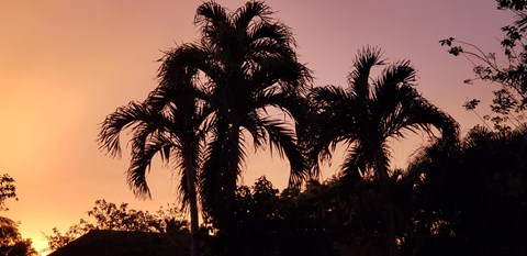 Two palm trees silhouetted against a sunset sky.
