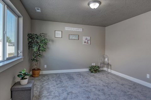 A room with a grey carpet and a green plant.