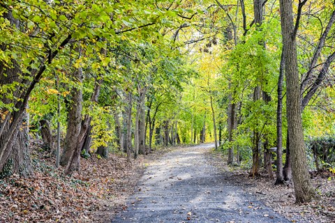 A path through a forest with trees on either side.