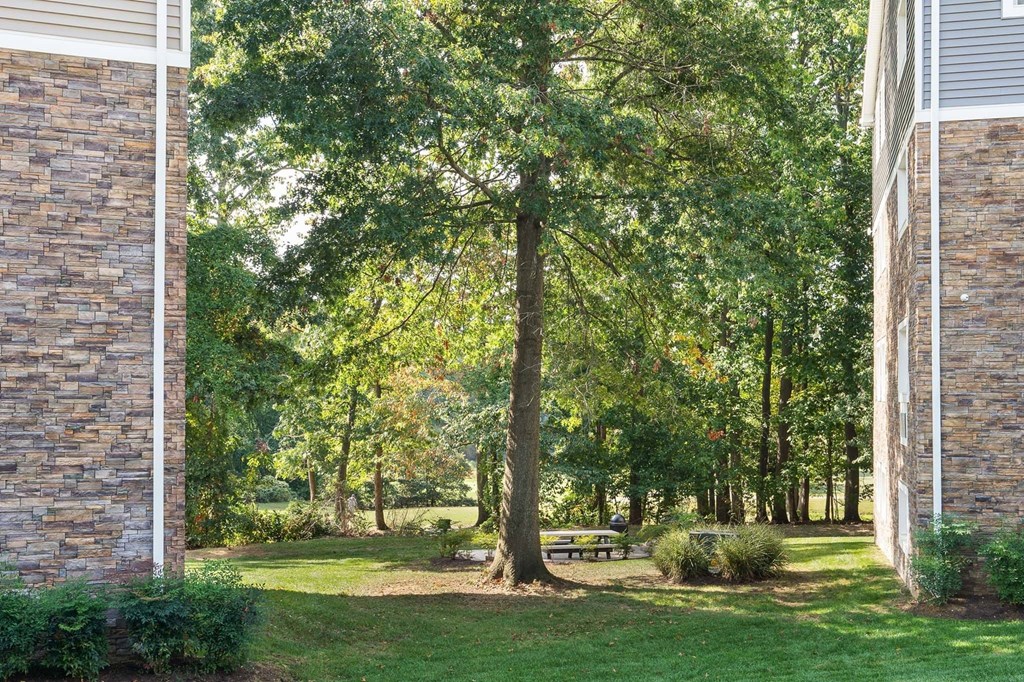 A tree in a grassy area between two buildings.