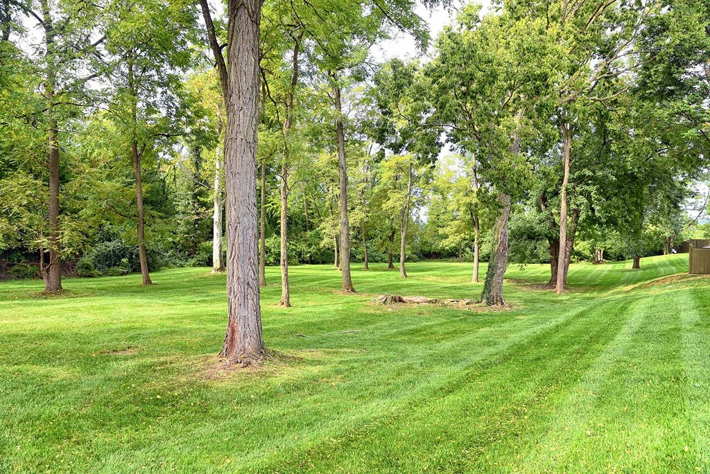 a lush green park with trees and grass