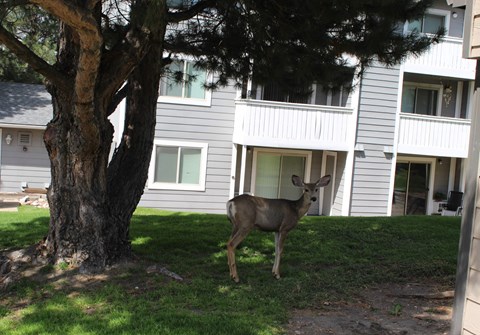A deer standing in front of a grey building.