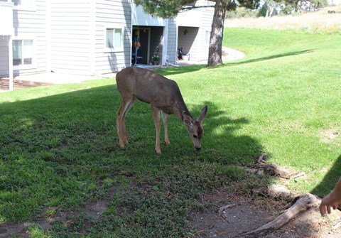 A deer is grazing in a grassy area in front of a house.