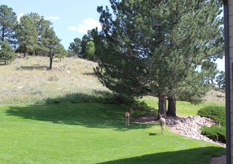 A green grassy field with trees and a few deer.