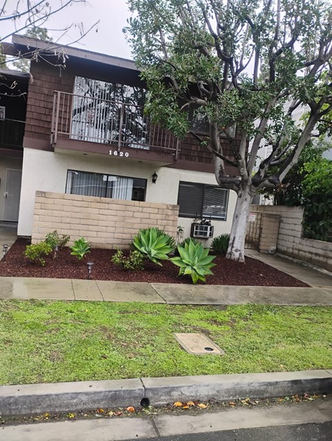 A tree in front of a house with a balcony.