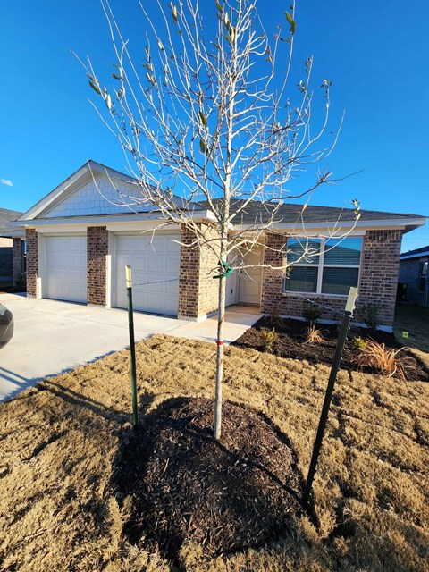 A bare tree stands in front of a house.
