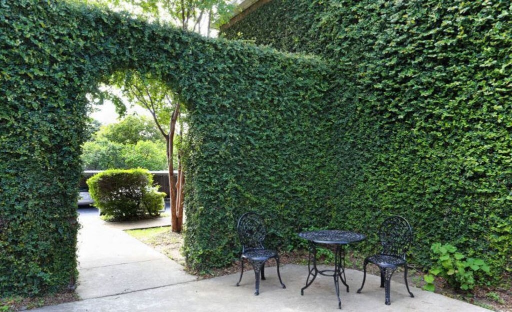 A patio with a table and chairs is framed by a green arch of ivy.